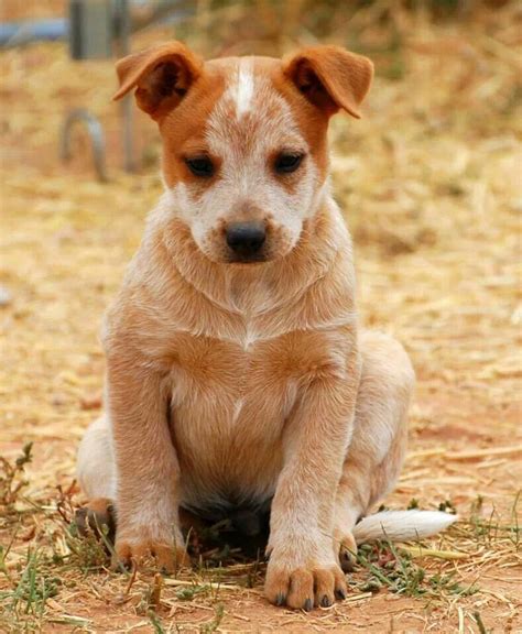 Red heeler puppy for sale. Things To Know About Red heeler puppy for sale. 